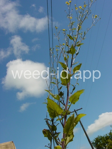 nipplewort